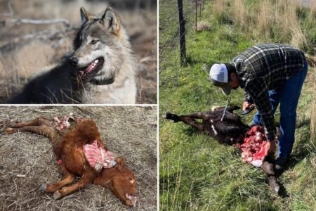 California ranchers demand right to blast killer wolves with pepper balls