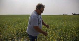 Saskatchewan senator, farmer Todd Lewis dies at 65 Saskatchewan senator, farmer Todd Lewis dies at 65