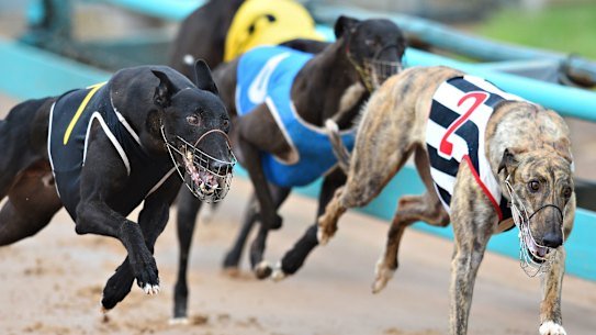 New Zealand is banning greyhound racing from mid-2026.