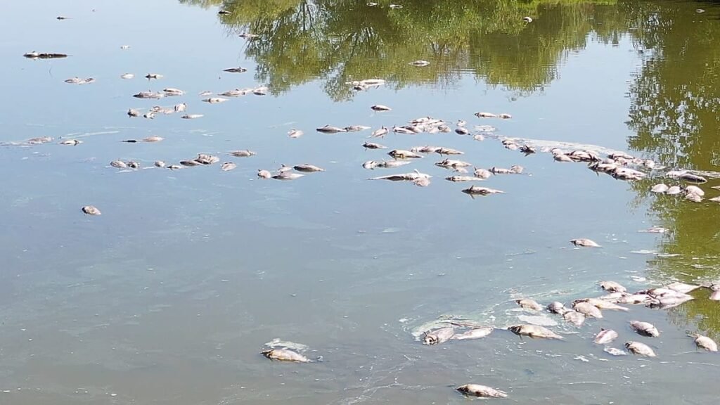 Dried-up lakes and mass deaths at one of Hungary’s largest fish farms