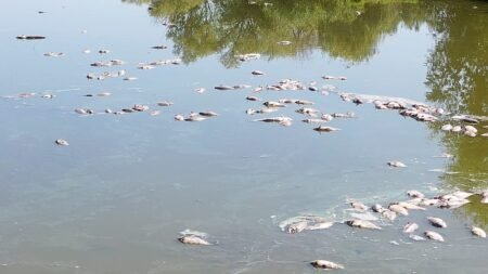 Dried-up lakes and mass deaths at one of Hungary’s largest fish farms Dried-up lakes and mass deaths at one of Hungary’s largest fish farms