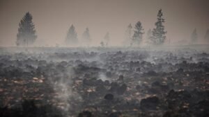 Firefighters pushing to ‘definitively encircle’ Belgium wildfire Firefighters pushing to ‘definitively encircle’ Belgium wildfire