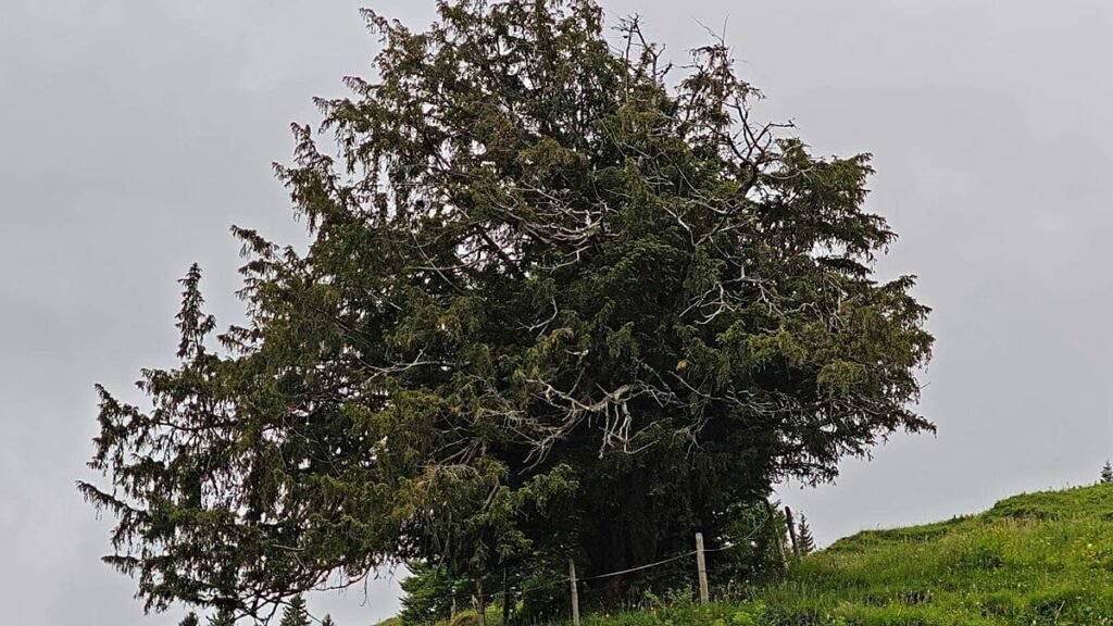 More than 1,100 years old: Germany’s oldest tree discovered More than 1,100 years old: Germany’s oldest tree discovered