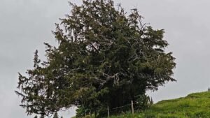 More than 1,100 years old: Germany’s oldest tree discovered