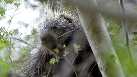 Polish authorities urge caution as porcupines spread near Warsaw