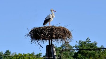 Polish stork Krutek sets off again: 5,000 kilometres ahead Polish stork Krutek sets off again: 5,000 kilometres ahead