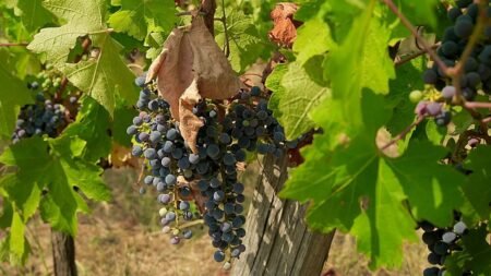 Grape harvest in Hungary’s Villány wine region down 30% due to drought Grape harvest in Hungary’s Villány wine region down 30% due to drought
