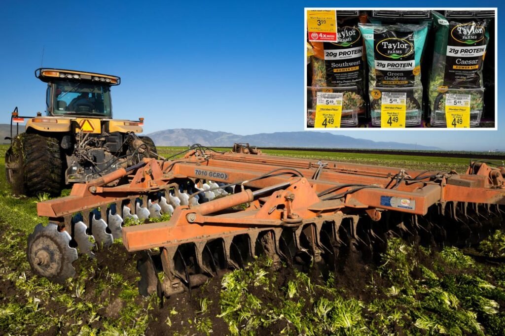 California farmers destroy perfect lettuce crops amid outbreak of explosive diarrhea parasite California farmers destroy perfect lettuce crops amid outbreak of explosive diarrhea parasite