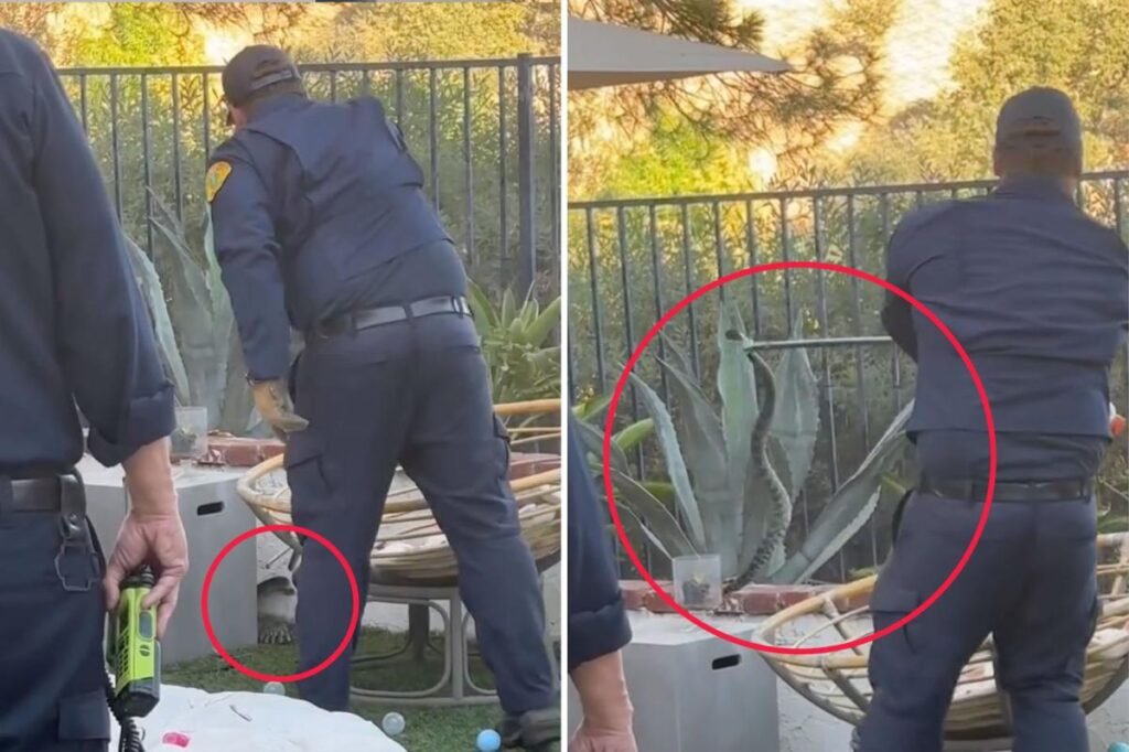 Large rattlesnake found lurking in children’s toys in Calabasas