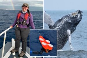 Whale’s dive shapes its song patterns: new research Whale’s dive shapes its song patterns: new research