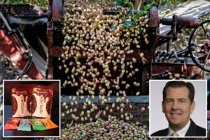 Pistachio prices skyrocket after California crop disaster Pistachio prices skyrocket after California crop disaster