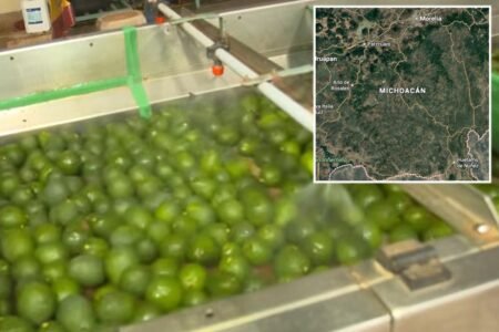 Security threat shuts down avocado pipeline from Mexico to the US