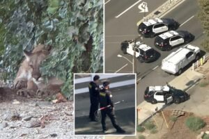 Chilled-out mountain lion leads to lockdown of SoCal neighborhood: ‘Just trying to relax’ Chilled-out mountain lion leads to lockdown of SoCal neighborhood: ‘Just trying to relax’