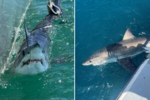 Scientists using sharks to predict hurricane intensity on East Coast Scientists using sharks to predict hurricane intensity on East Coast