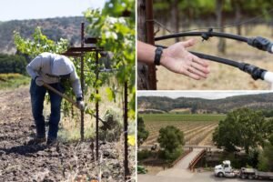 Napa bosses slap water fees on struggling wineries to achieve lefty ‘green’ goals