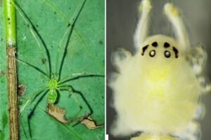 Scientists discover bizarre new happy-faced spider with unique genetics in India