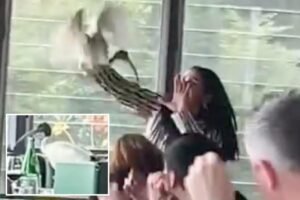 Woman wrangles ibis out of bustling Sydney restaurant in chaotic scene