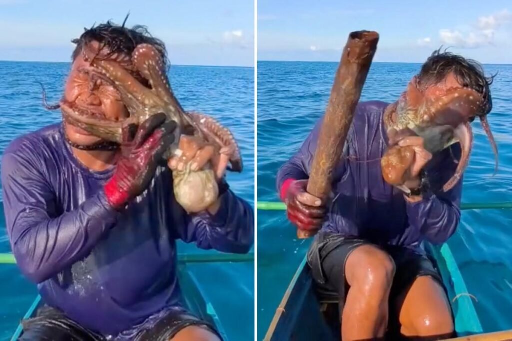 Sucky situation! Wild moment octopus latches onto fisherman’s face forcing him to club it to escape Sucky situation! Wild moment octopus latches onto fisherman’s face forcing him to club it to escape