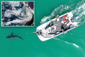 Scientists discover surprising way great white sharks prep for coastal storms Scientists discover surprising way great white sharks prep for coastal storms