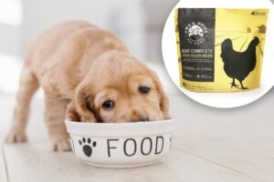 Dog food sold in 11 states recalled over deadly Salmonella contamination fears