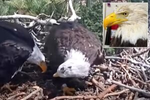 Famed Big Bear bald eagle returns to nest with new bird just 3 days after partner Jackie’s death Famed Big Bear bald eagle returns to nest with new bird just 3 days after partner Jackie’s death