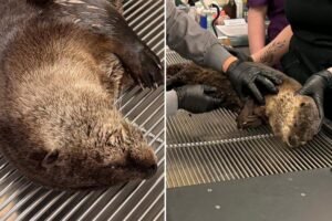 Heartless driver flees after hitting river otter in Bay Area Heartless driver flees after hitting river otter in Bay Area
