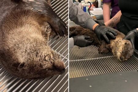 Heartless driver flees after hitting river otter in Bay Area Heartless driver flees after hitting river otter in Bay Area