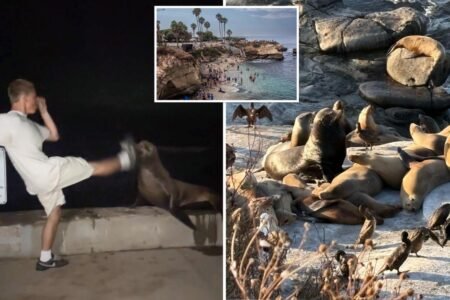 SoCal leaders weigh extreme measures after teen caught kicking sea lion: ‘Completely out of control’ SoCal leaders weigh extreme measures after teen caught kicking sea lion: ‘Completely out of control’