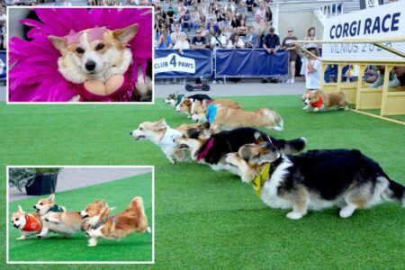 Global corgis gather for cutest costume contest and annual high-speed race