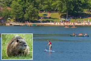 Dangerous rabid beavers attack 2 teens, popular Maryland park partially closed Dangerous rabid beavers attack 2 teens, popular Maryland park partially closed