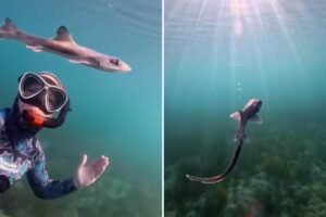 Curious baby shark swims alongside diver in unforgettable encounter: video Curious baby shark swims alongside diver in unforgettable encounter: video