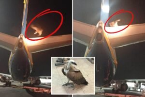 ‘Unprecedented’: Giant vulture delays takeoff after taking plane hostage