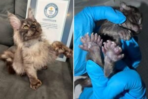 Wisconsin kitten breaks bizarre record by having 29 toes Wisconsin kitten breaks bizarre record by having 29 toes