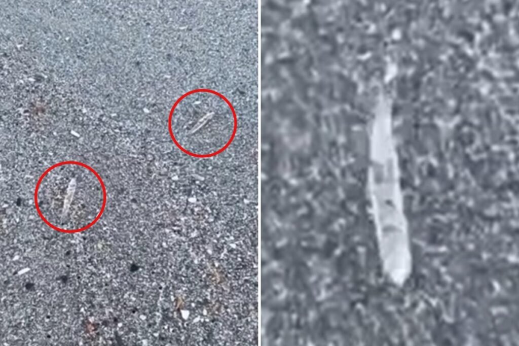 Mysterious clear ‘jumping sticks’ spotted in waters along Florida’s Space Coast baffle beachgoers Mysterious clear ‘jumping sticks’ spotted in waters along Florida’s Space Coast baffle beachgoers