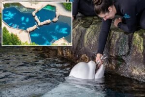 23-year-old beluga whale dies at Chicago aquarium days after rescue effort from shuttered Canada park