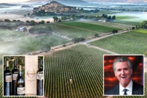 Gavin Newsom’s winery revealed as only one to get state payout for wildfires — and vineyard bosses are furious Gavin Newsom’s winery revealed as only one to get state payout for wildfires — and vineyard bosses are furious