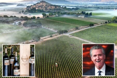 Gavin Newsom’s winery revealed as only one to get state payout for wildfires — and vineyard bosses are furious Gavin Newsom’s winery revealed as only one to get state payout for wildfires — and vineyard bosses are furious