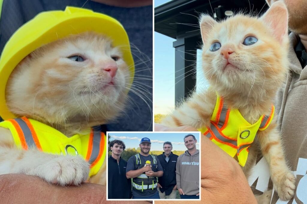 Kitten goes viral for getting rescued by construction workers — now dons her own vest and hard hat Kitten goes viral for getting rescued by construction workers — now dons her own vest and hard hat