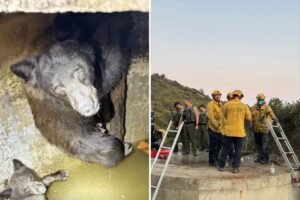 Mother bear and three cubs found trapped in bizarre spot in California