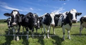Canada must avoid concessions in U.S. trade talks, dairy farmers warn