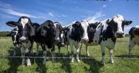 Canada must avoid concessions in U.S. trade talks, dairy farmers warn