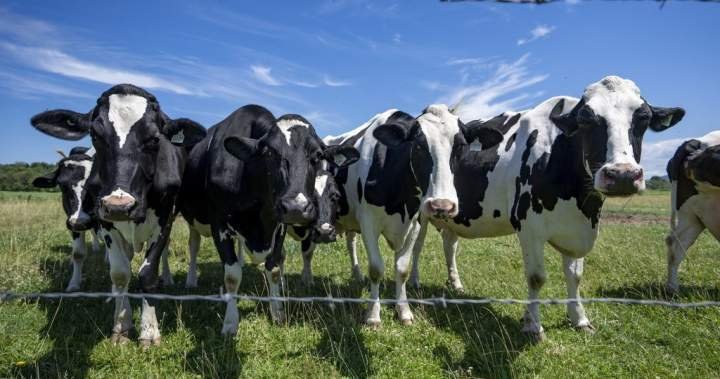 Canada must avoid concessions in U.S. trade talks, dairy farmers warn Canada must avoid concessions in U.S. trade talks, dairy farmers warn