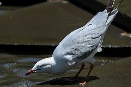 53 cases confirmed as virus spreads to more birds in South Australia and Victoria