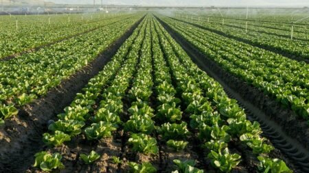 Lettuce farmers plow crops back into soil as cyclosporiasis fears tank demand for fresh greens