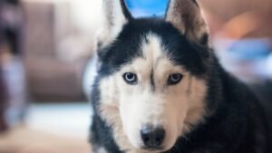 Deadliest animal in every US state revealed, from moose and bears to dogs Deadliest animal in every US state revealed, from moose and bears to dogs
