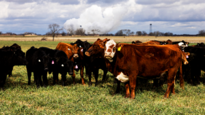 High beef prices hitting consumers as meatpacking giant warns of supply struggles