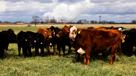 High beef prices hitting consumers as meatpacking giant warns of supply struggles High beef prices hitting consumers as meatpacking giant warns of supply struggles
