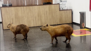 Capybaras crash Brazilian lawmakers’ voting session and steal the show