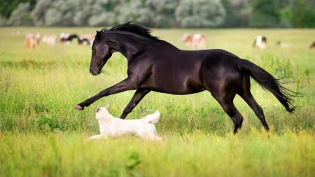Recall issued for dog and horse medication after fiberglass found in vials Recall issued for dog and horse medication after fiberglass found in vials