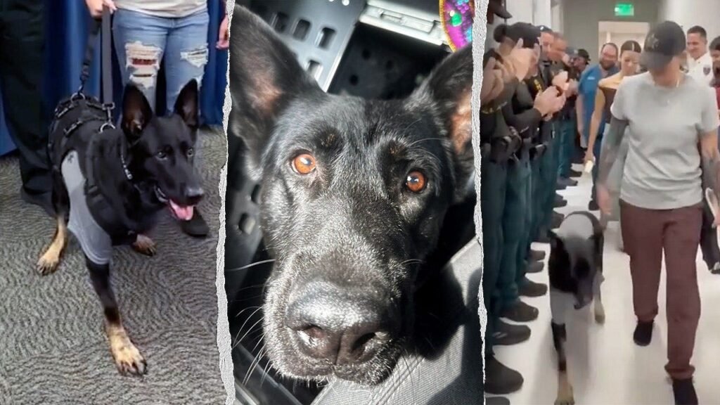 Heroic Florida K-9 returns to sheriff’s office days after being shot protecting 3 deputies, losing leg